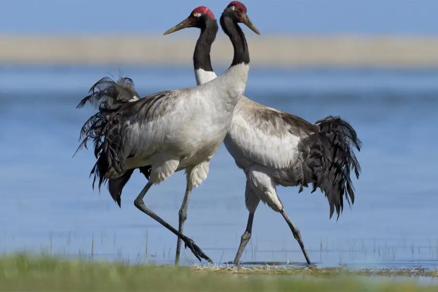 Black-Neck-Cranes-bhutan-birding-tours