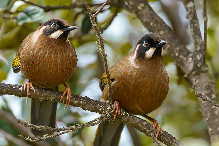 Black-faced-Laughingthrushes-bhutan-birding-tour