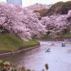 Các điểm ngắm hoa anh đào Chidorigafuchi tại Nhật Bản
