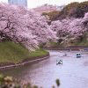 Các điểm ngắm hoa anh đào Chidorigafuchi tại Nhật Bản