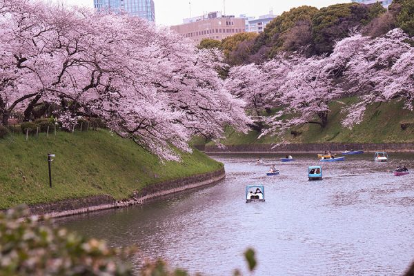 Các điểm ngắm hoa anh đào Chidorigafuchi tại Nhật Bản