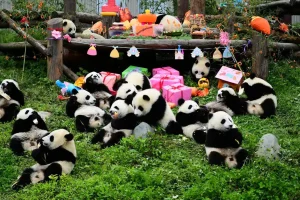 Công viên Gấu Trúc Đô Giang Yển - thiên đường bảo tồn gấu trúc nổi tiếng của Trung Quốc