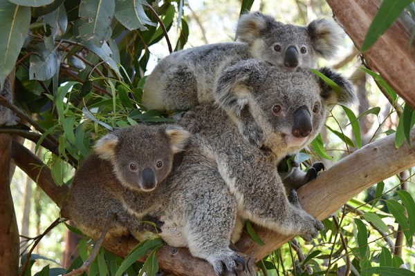 Công viên Koala Park