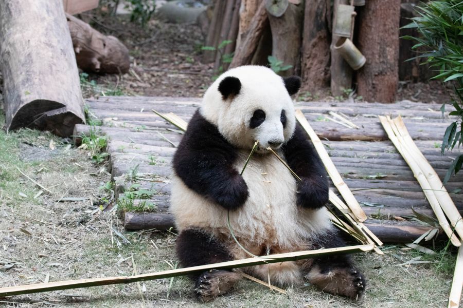 Công viên gấu trúc