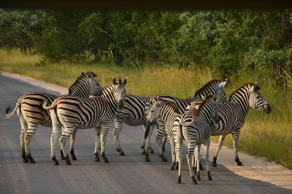Công viên quốc gia kruger hoang dã Nam Phi