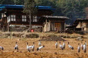 Dạo thung lũng Phobjikha – Nơi trú đông của sếu cổ đen