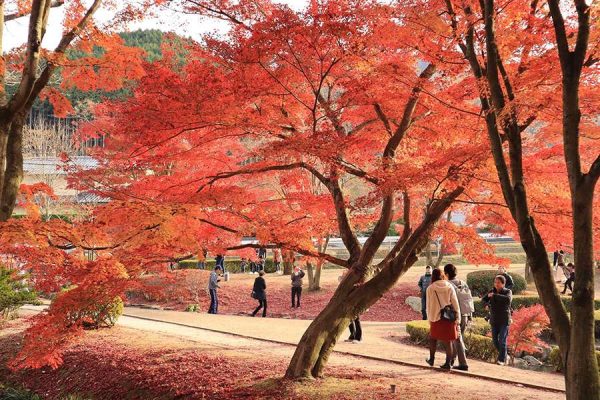 Đi tour du lịch Nhật Bản vào tháng mấy