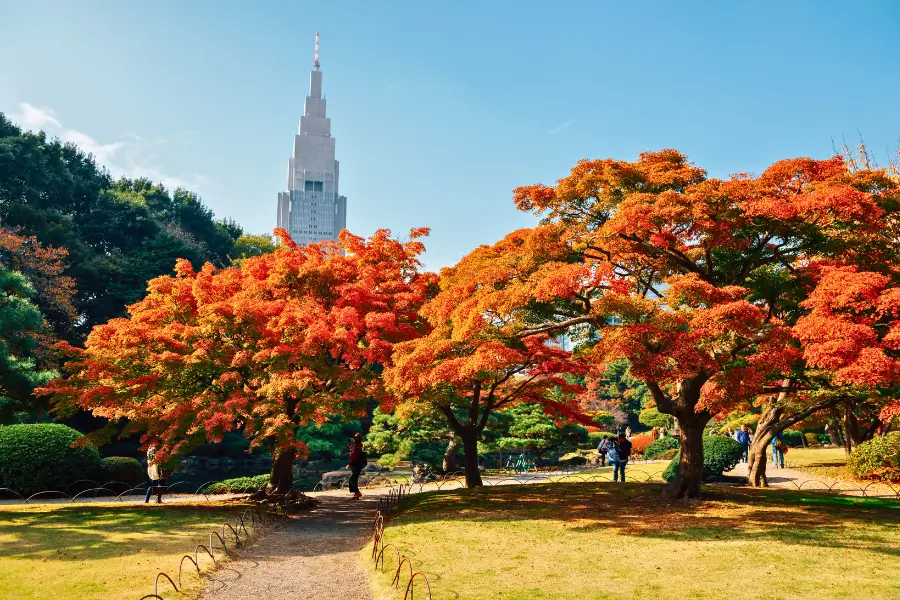 Du Lịch Mùa Thu Nhật Bản Ngắm Lá Đỏ