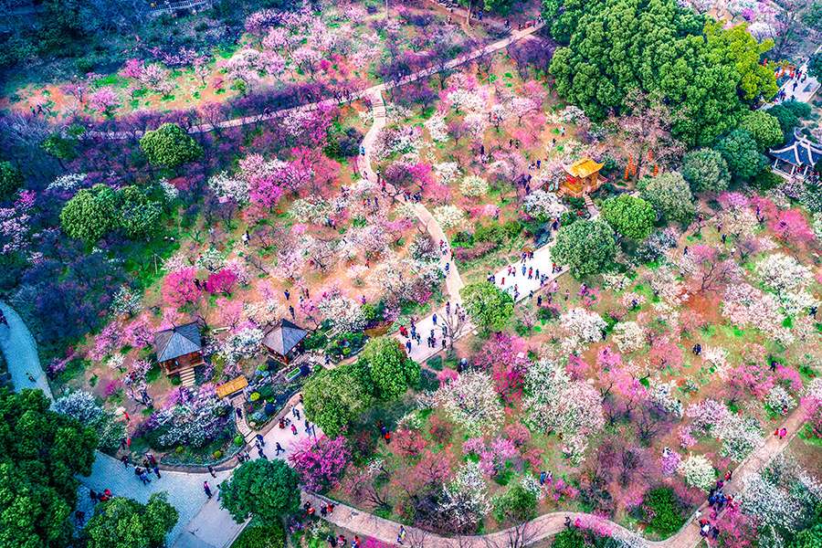 Du lịch Hàn Quốc công viên hoa anh đào Yeouido