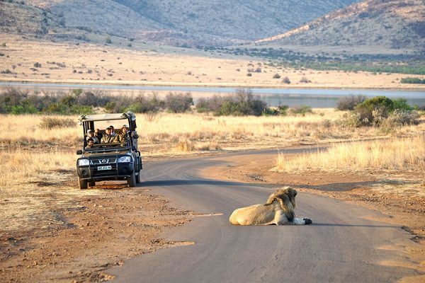 Du lịch Nam Phi Safari