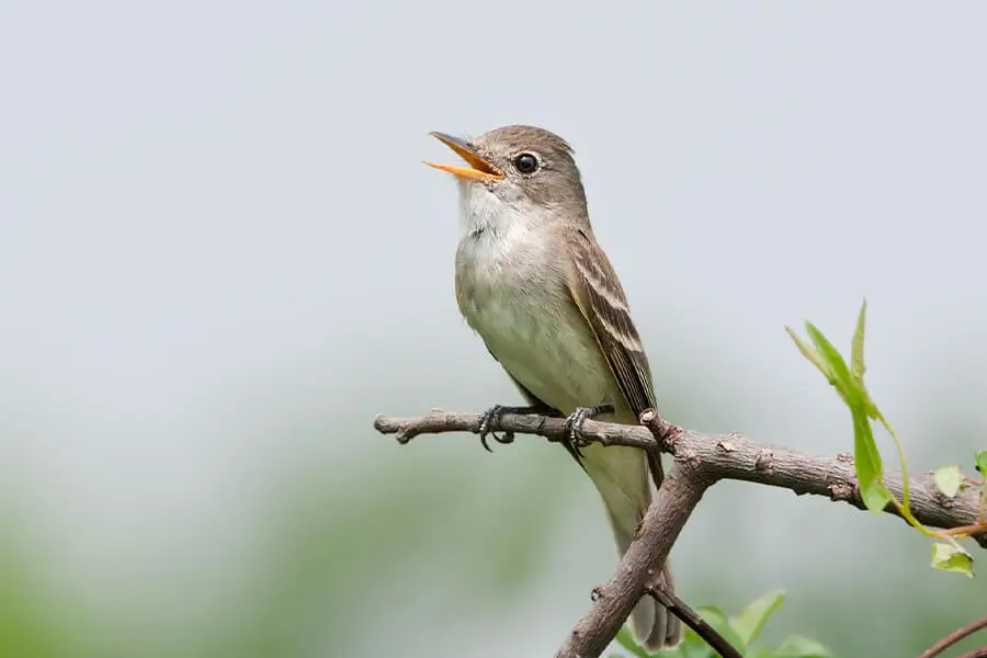 Flycatchers-birding-in-bhutan