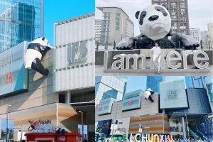 Gấu trúc trèo tường trên phố Xuân Hy