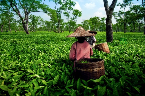 Hái trà tại Munnar