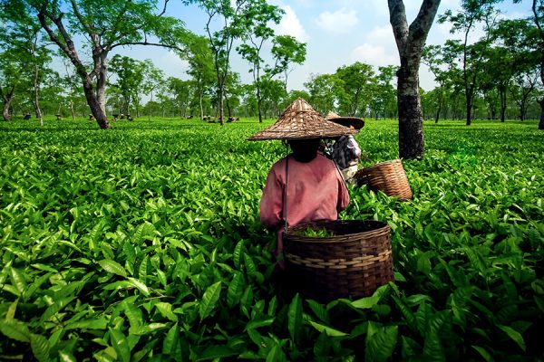 Hái trà tại Munnar