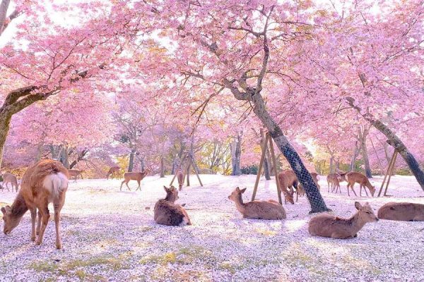 Khám phá công viên Nara Nhật Bản có gì