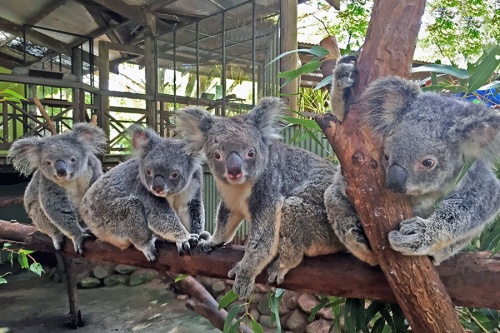 Khu công viên Koala Park