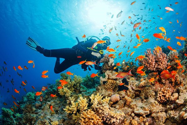 Lặn ngắm san hô ở Maldives