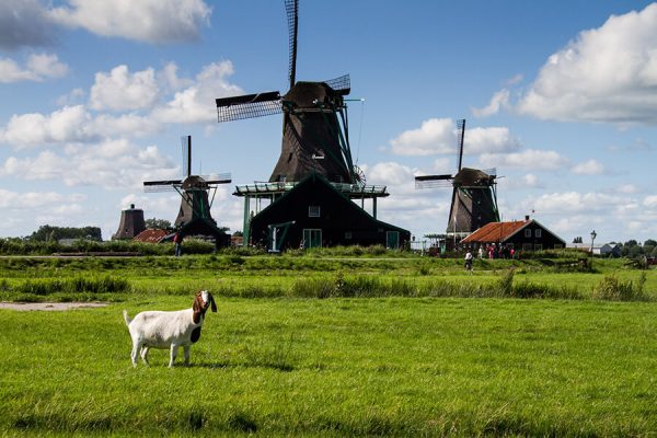 Làng cối xay gió Zaanse Schans