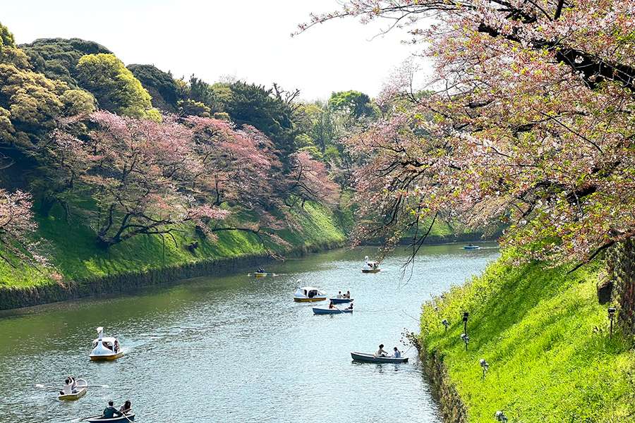Lịch hoa anh đào trong tour đi Nhật Bản 2024