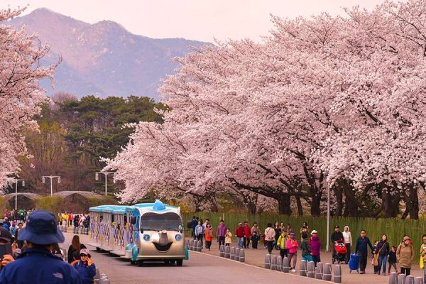 Mùa anh đào công viên Yeouido Hangang