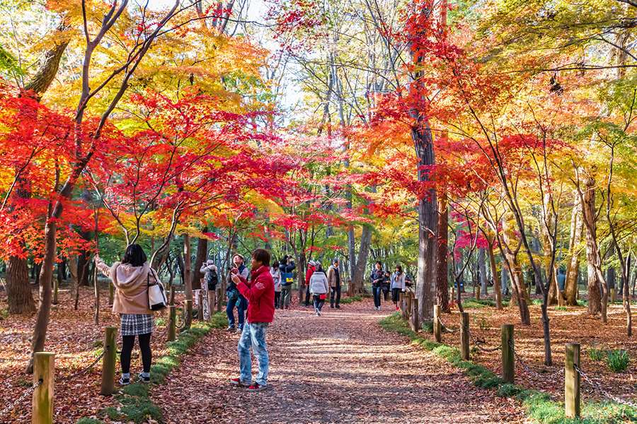 Mùa lá đỏ công viên Ueno Tokyo Nhật Bản