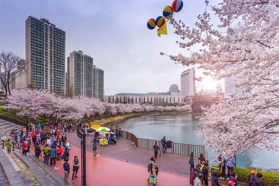 Ngắm hoa anh đào tại hồ Seokchon