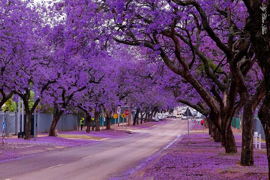 Ngắm hoa phượng tím khi đi tour Úc khởi hành Hà Nội Tp HCM