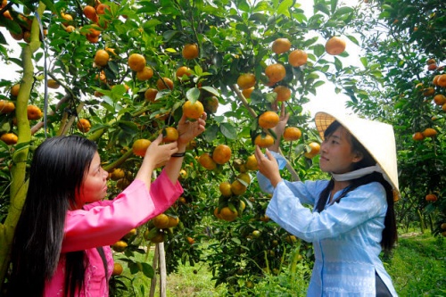 Ngày 4 Tour du lịch miền Tây 4 ngày-vườn trái cây Mỹ Khánh