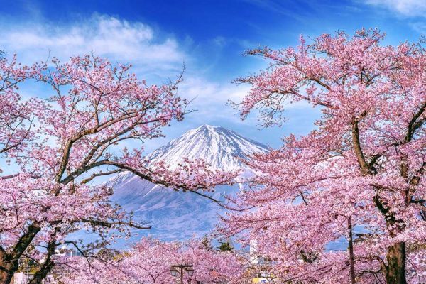 Núi Phú Sĩ tại Nhật Bản mùa hoa anh đào