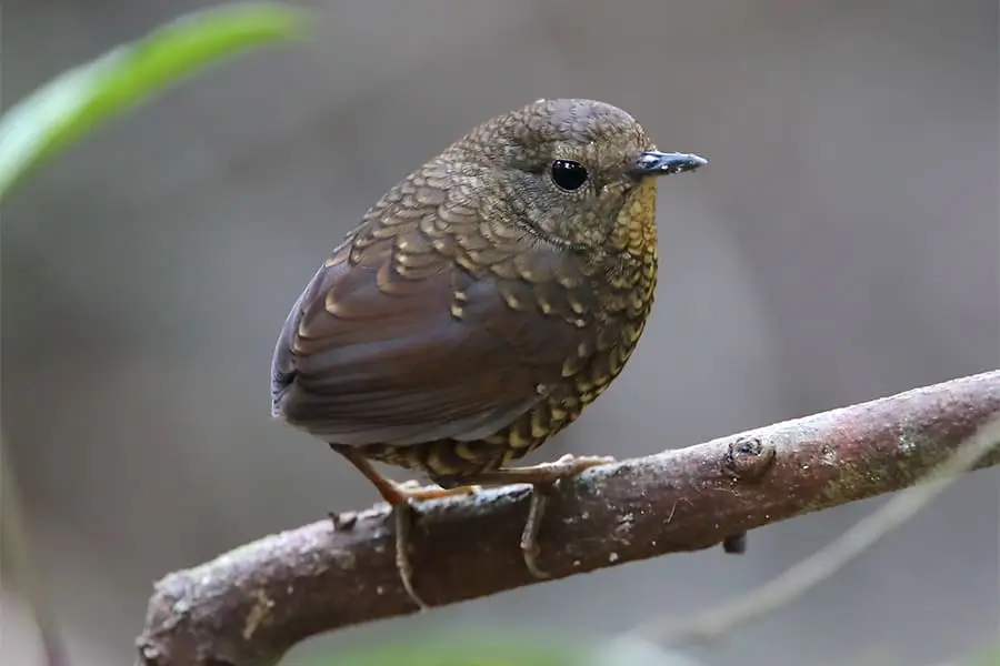 Pygmy-Wren-Babbler-birding-in-bhutan-tours
