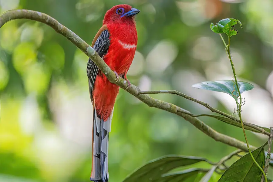 Red-headed-Trogon-bhutan-birding-trips
