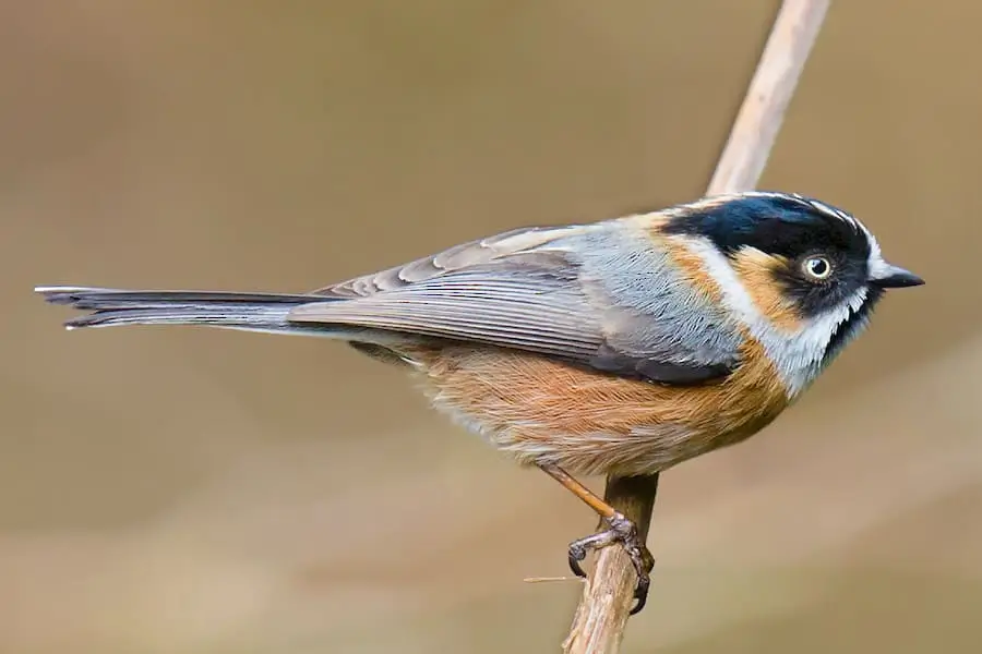 Rufous-Fronted-Tit-birding-in-bhutan
