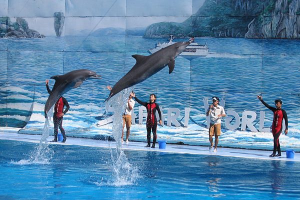 Show cá heo (Dolphin Show)