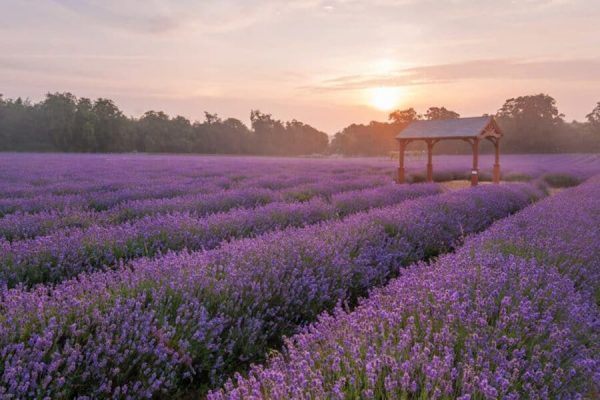 Thưởng thức vẻ đẹp của Lavender Mayfield Farm - du lịch London