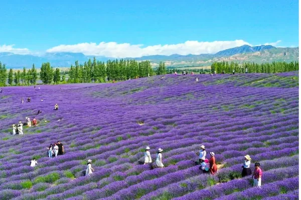 Tour Du Lịch Tân Cương Trung Quốc - Trang viên hoa Oải Hương