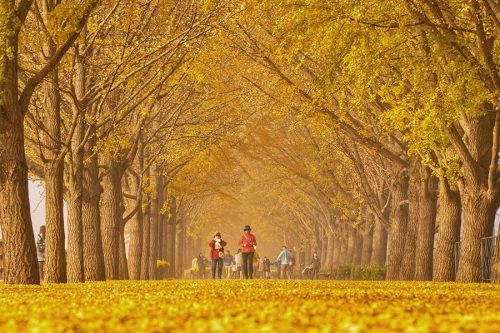 Tour Hàn Quốc ngắm nhìn mùa thu lá vàng khởi hành Hà Nội