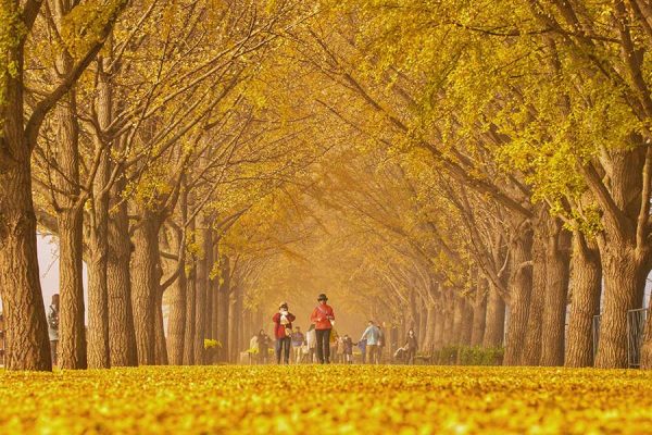 Tour Hàn Quốc ngắm nhìn mùa thu lá vàng khởi hành Hà Nội