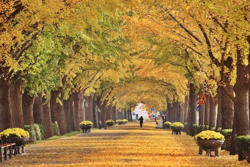 Tour Hàn Quốc tháng 10 khởi hành từ Hà Nội Tp HCM