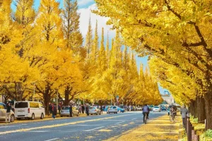 Tour Nước Ngoài Mùa Thu Gợi Ý Điểm Đến Đẹp Và Lịch Trình Phù Hợp