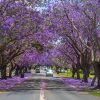 Tour Úc mùa xuân hoa phượng tím 7 ngày 6 đêm