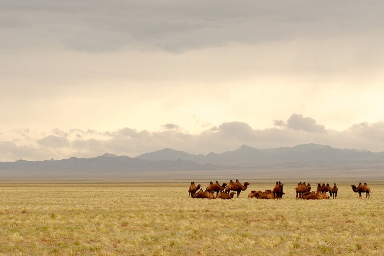 Tour du lịch Mông Cổ nhiều ngày