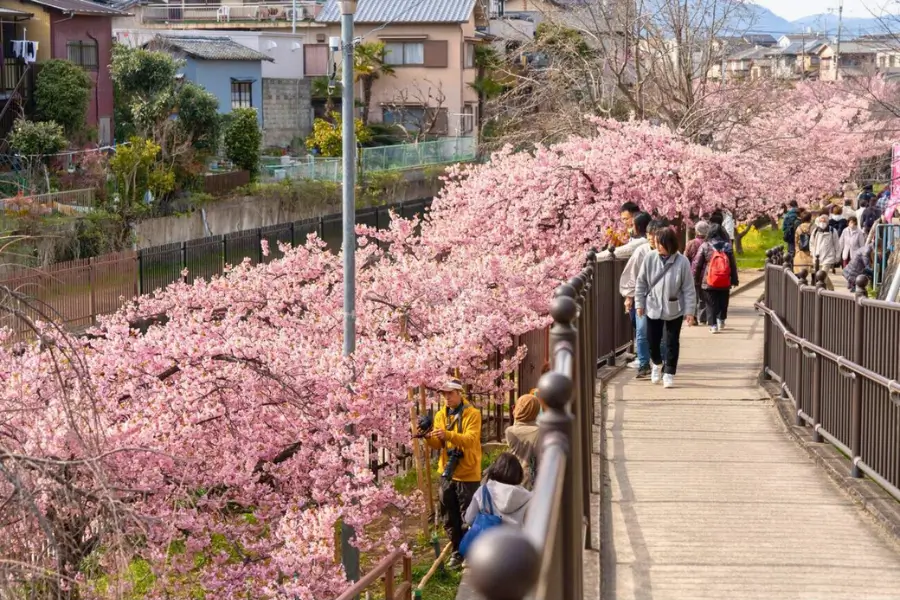 Tour du lịch Nhật Bản - Con đường hoa anh đào tại Yodo Suiro Tour du lịch Nhật Bản - Con đường hoa anh đào tại Yodo Suiro