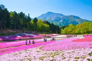 Tour du lịch Nhật Bản - Lễ hội Fuji Shibazakura (Hoa Chi Anh)