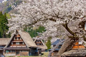Tour du lịch Nhật Bản - Ngôi làng cổ tích Shirakawago