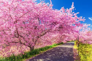 Trải nghiệm ngắm hoa anh đào sớm Kawazu Sakura