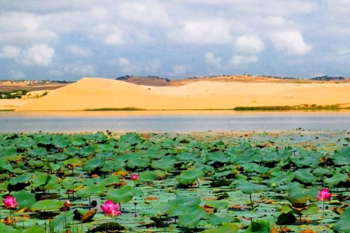 bàu sen phan thiết