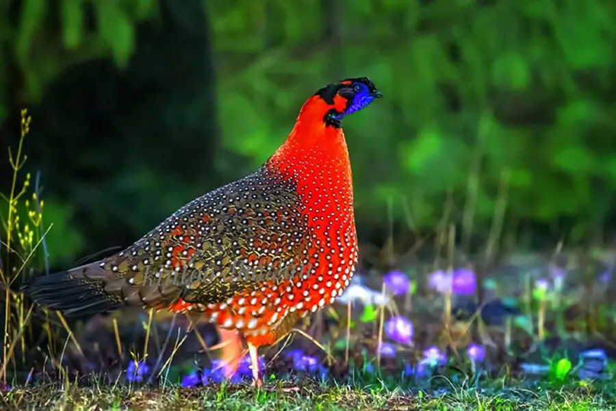birding-spot-bhutan-birding-tours