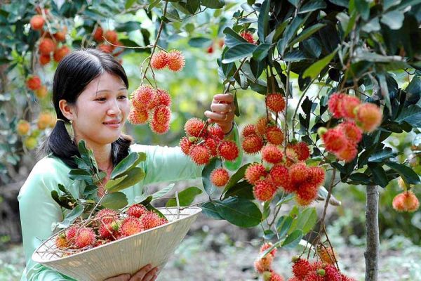 Chương trình tour du lịch miền Tây trọn gói - Miệt vườn miền Tây