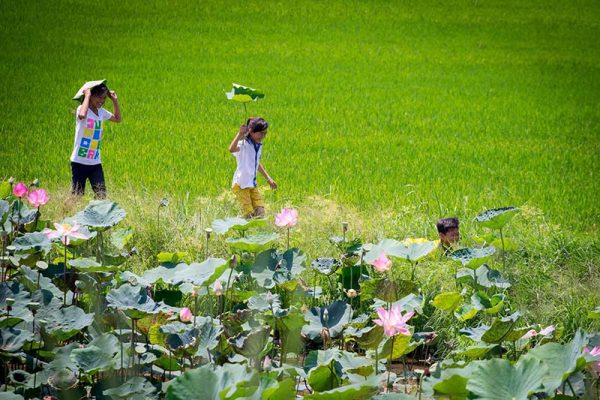 Tour du lịch miền Tây Nam Bộ 2 ngày: Đồng Tháp - Cần Thơ - 2 ngày