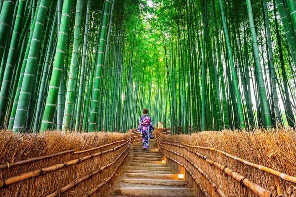 Đặt tour du lịch Nhật Bản Tokyo - Kyoto - Nagoya- Osaka - Rừng tre Sagano